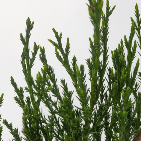 Cossack juniper, p9, 1pc, h 3-20 cm, spring 2024-3