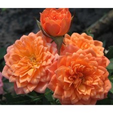 Rose miniature ninetta, C3.5 pot, H15-25 Height, 1 pc, summer 2024