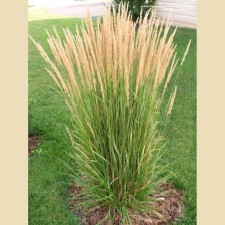 Weinika Ostrost-fingers Karl Foester, C2 pot, H10-50 height, 1 pc, summer 2024