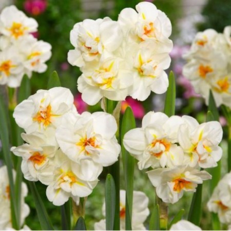 Narcissus Terry Abb, 12/14 rr, 5 pcs, 35 h (cm), autumn 2024