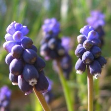 Muscari Negrutum, 5/+ rr, 10 pcs, 10-20 h (cm), autumn 2024