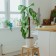 Pegs for garter plants, h = 80 cm, d = 2.5 cm, coconut, greengo