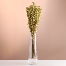 Set of dried flowers 