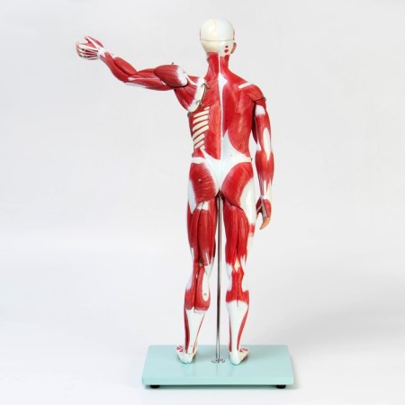 The layout "The body of a person, muscles, internal organs", collapsible 78cm-3