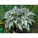 Host Hybrid Line Line, C2 pot, H10-50 Height, 1 pc, summer 2024