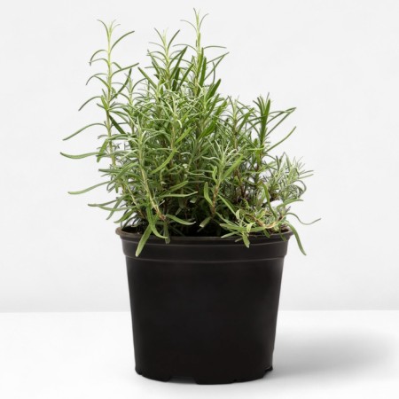 Lavender narrow -leaved manstead, pot C3, 1 pc, summer 2024-1