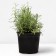 Lavender narrow -leaved manstead, pot C3, 1 pc, summer 2024