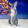 Garden Figure "The Hare Eared" 18x18x42cm Gray