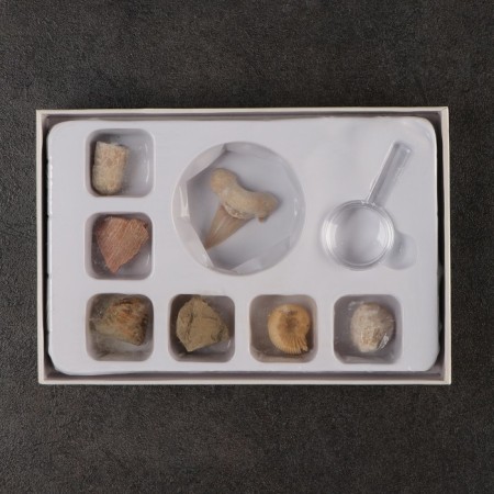 Ammonite set
