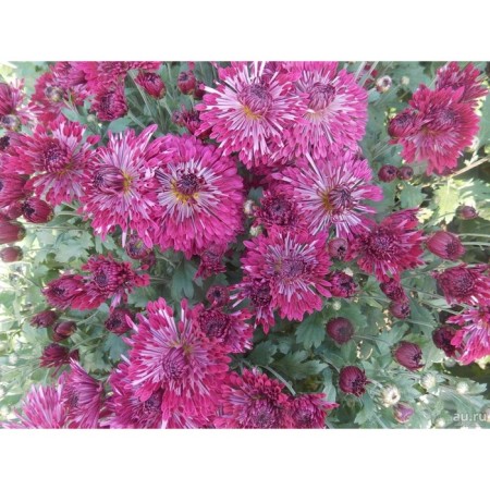 Chrysanthemum Korean evening dawn, I rn, 1 pc, 30-35 h (cm), autumn 2024