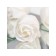 Soap roses, white, set 3 pcs.