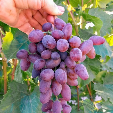 Grapes seeder "Amethyst", tube, spring 2025
