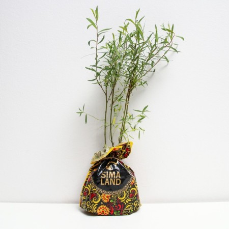 Spirea seedling on-on, P9 pot, summer 2024-1