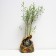 Spirea seedling on-on, P9 pot, summer 2024