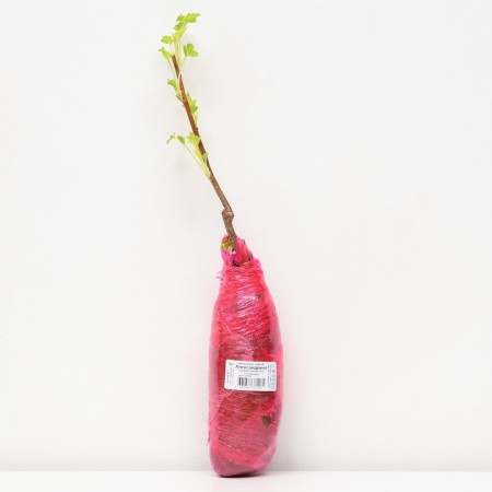 Currant of black traditional varieties "Alexandrina", 1 pc, tube, spring 2025-2