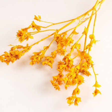 Set of dried flowers "chandra", banch length 30 (+/- 6 cm), yellow-2