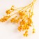 Set of dried flowers "chandra", banch length 30 (+/- 6 cm), yellow