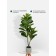 Decorative plant in the cement pot "Ficus", 14 × 14 × 96 cm