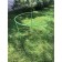 Builder for currant and gooseberries, 80 × 80 × 70 cm, green