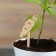Garden signs for marking, 12 cm, set 8 pcs., Wood, "Carrots", Greengo