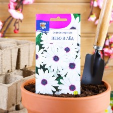 Seeds of flowers osteosoper 