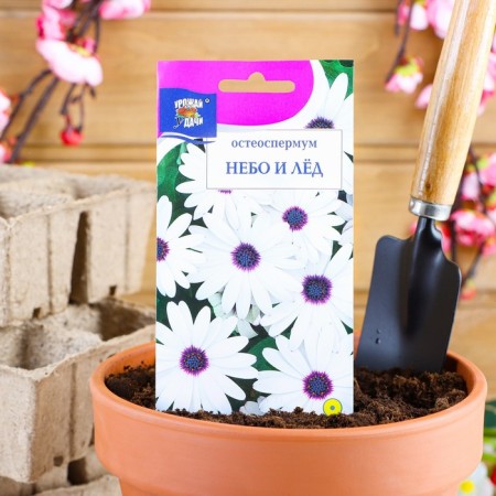 Seeds of flowers osteosoper "sky and ice". 0.1 g