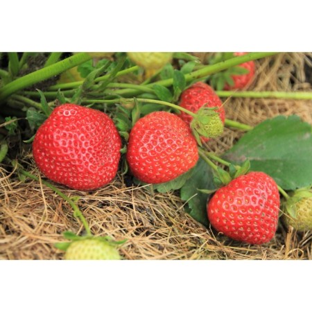 Strawberry garden Evy 2, p9 pot, 1 pc, summer 2024