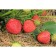 Strawberry garden Evy 2, p9 pot, 1 pc, summer 2024