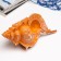 Interior souvenir "shell" 23x11x10cm