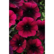 Petunia seeds 