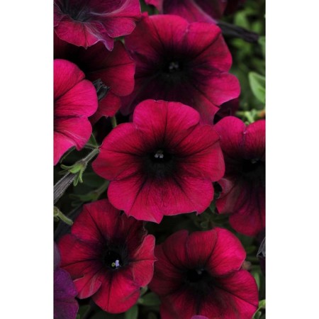 Petunia seeds "Izi Weive", Red, F1