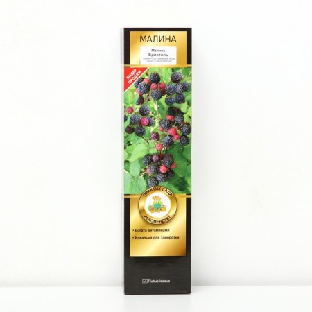 Raspberry Chernolor varieties Lux "Bristol", 1 pc, tube, spring 2025