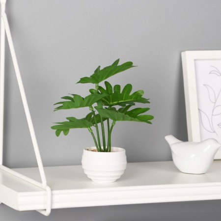 Bonsai in the pot "Filodendron Elegant" 6x16 cm, green