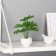 Bonsai in the pot "Filodendron Elegant" 6x16 cm, green