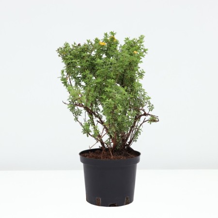Lapceta shrub mango tango, C2 pot, 1 pc, summer 2024-1