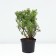 Lapceta shrub mango tango, C2 pot, 1 pc, summer 2024