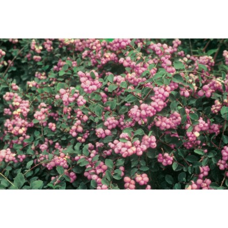 Dorenboza Snowman Snowman "Magical Sweet", P9 pot, summer 2024