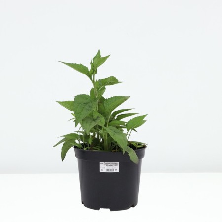 Rudbekia brilliant linen, C5 pot, 1 pc, summer 2024-2