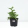 Rudbekia brilliant linen, C5 pot, 1 pc, summer 2024