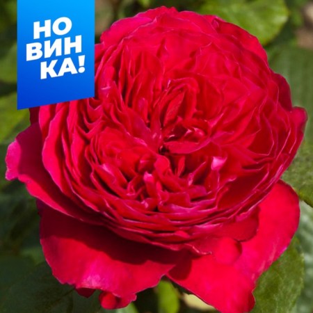 Rose Tea-Hibride Alain Sushon