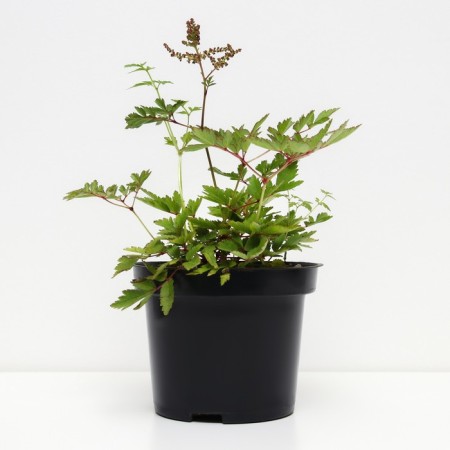 Astilba Japanese bonn, C1.5 pot, H10-50 height, 1 pc, summer 2024-1