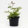 Astilba Japanese bonn, C1.5 pot, H10-50 height, 1 pc, summer 2024