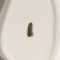 Nastennaya decor "shell" 25 x 8.7 cm, white