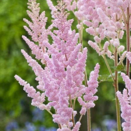 Astilba Chinese Vizhn International, C1.5 pot, H10-50 height, 1 pc, summer 2024