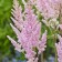 Astilba Chinese Vizhn International, C1.5 pot, H10-50 height, 1 pc, summer 2024