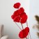 Sukhotzet of peach wood, 50 g, length - 70 cm, red color