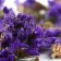 Dry flowers "Chinese forget -me -not" for cupcakes, cakes and drinks, 5 g.