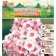 Flox blunt "Miss Holland" rr II, 2 pcs, spring 2024