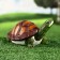 Garden figure "E am E amidary turtle" 22x13x10cm