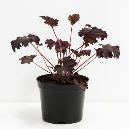 Heichera hybrid binosh, C2 pot, H10-50 height, 1 pc, summer 2024-1